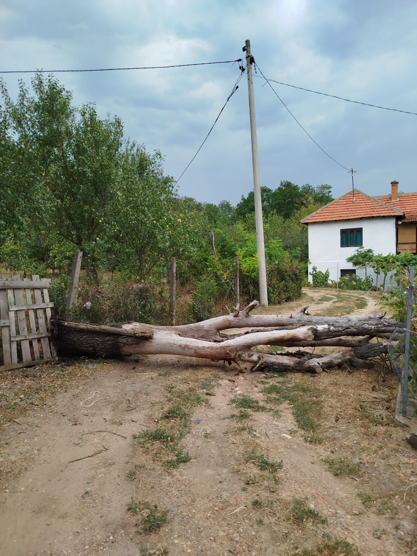 Drvo iskidalo strujnu mrežu