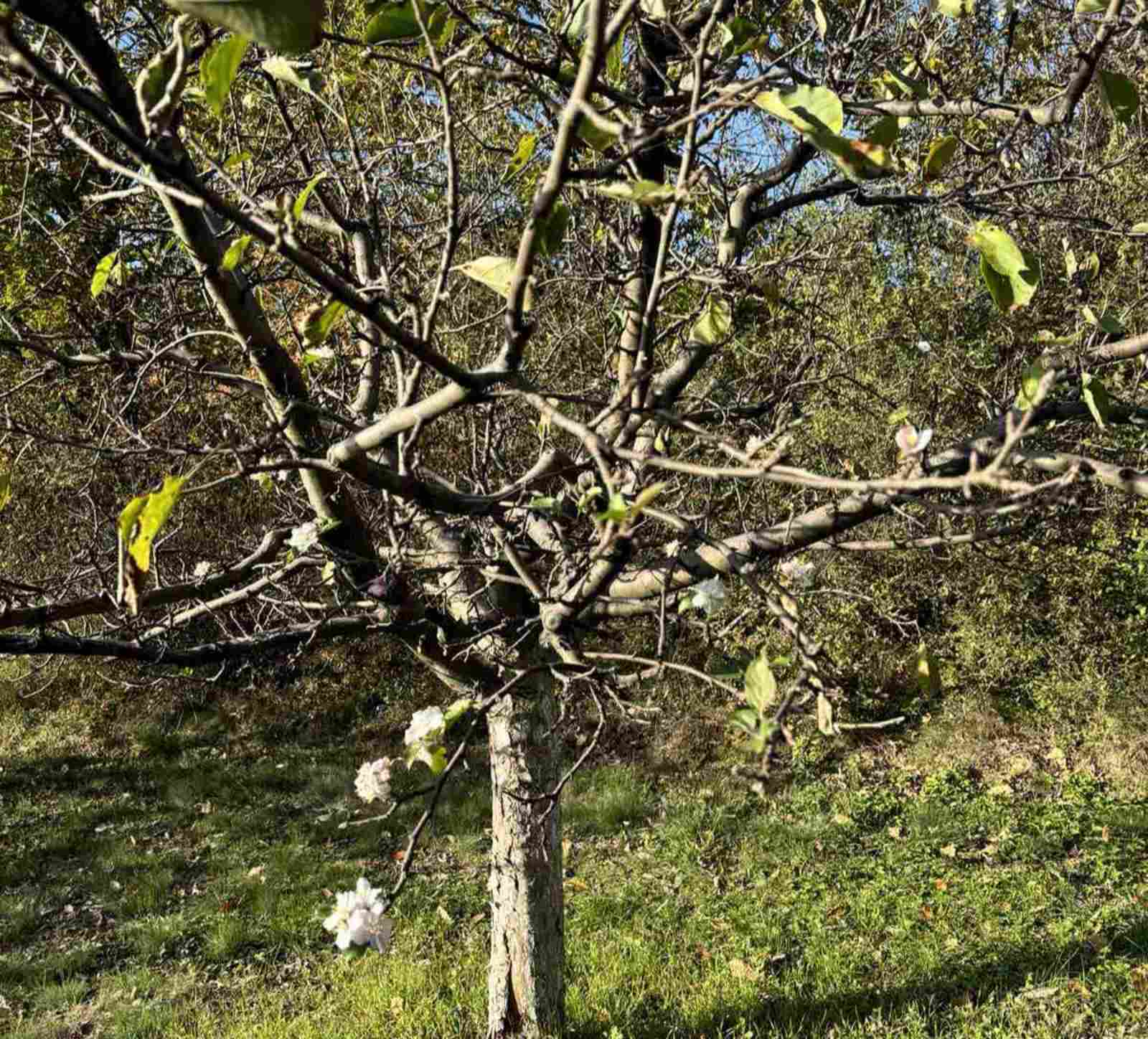 Procvetale jabuke, svuda oko nas buja priroda