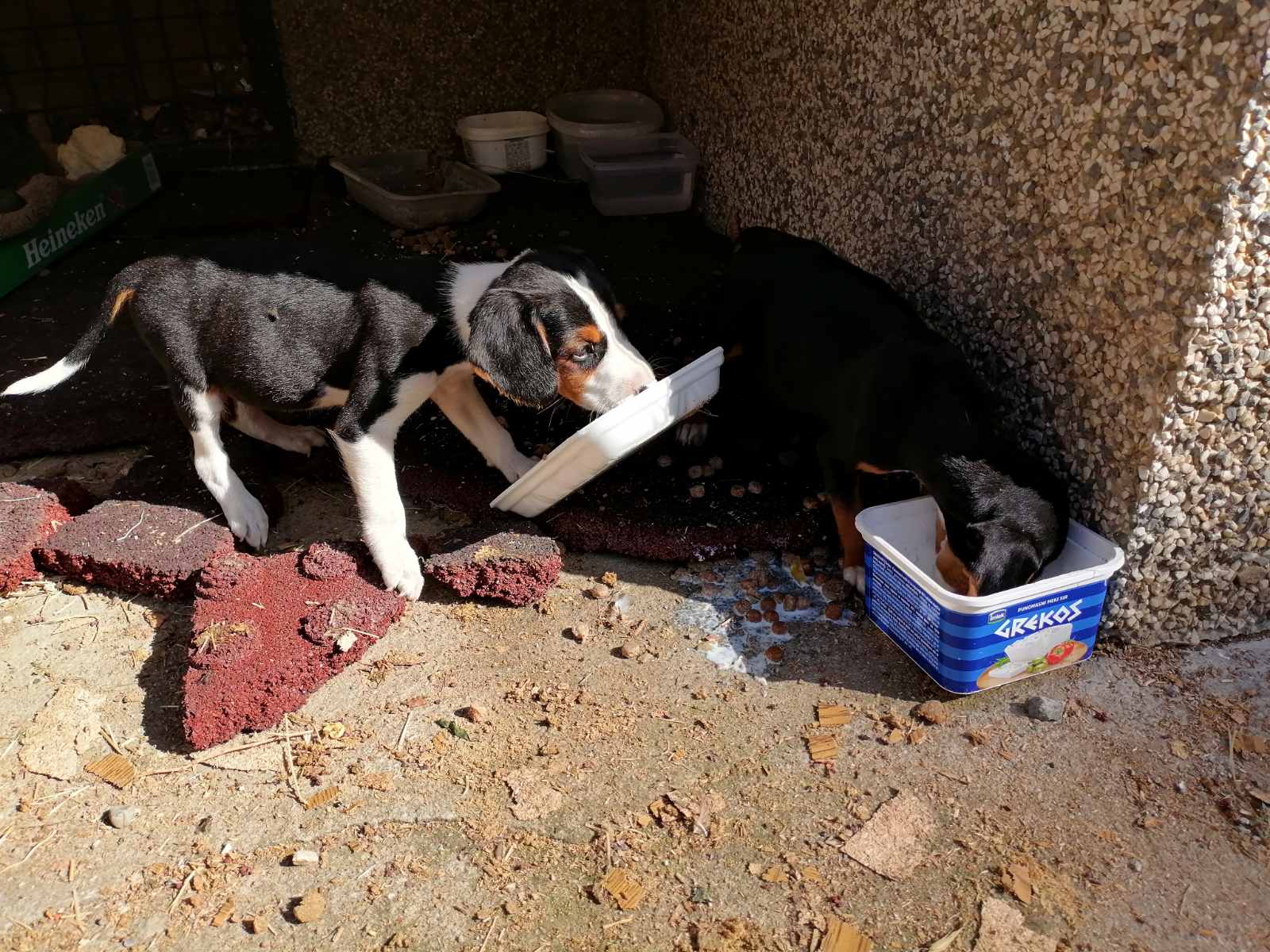 Odvajali od užine da nahrane pse